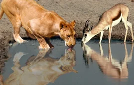 Голосование: Стихотворение на тему "Водяное перемирие и закон джунглей"