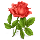 Роза :rose: :rose: