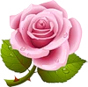 :flower: