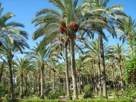 Египет (15).webp