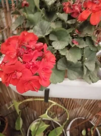 IMG_20250416_194321 (1).webp