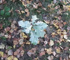 IMG_8171-дубовый лист.webp IMG_8171-дубовый лист.webp