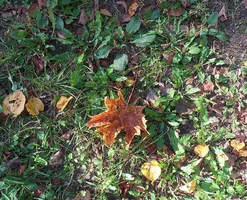 IMG_8289-лист клёна.webp IMG_8289-лист клёна.webp