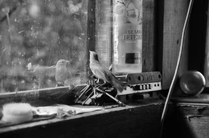 _DSC5466.webp