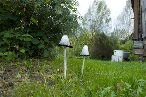 _DSC9083.webp