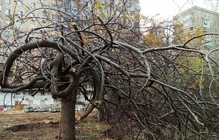 ветки в клубке01.webp