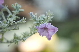 _DSC9105.webp