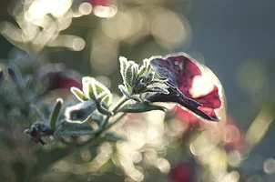 _DSC9112.webp