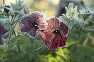 _DSC9117.webp