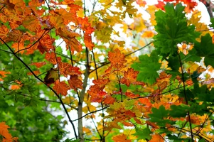 IMG_4254.webp IMG_4254.webp