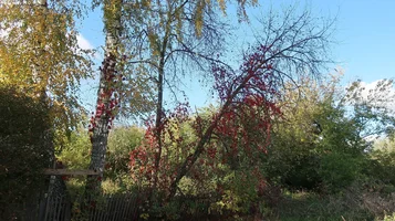 IMG_7765-рощица.webp