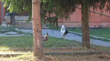 IMG_7808-петушок.webp