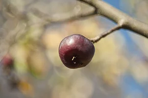 _DSC9132.webp