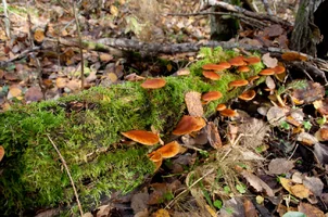 _DSC5841.webp