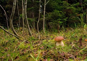 DSC_3228-.webp