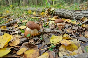 DSC_4504.webp
