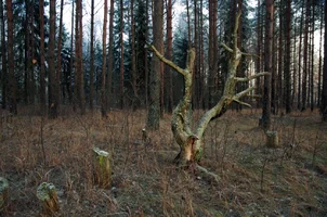 DSC_6337-.webp