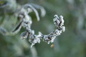 _DSC9184.webp