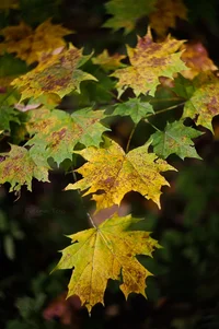 IMG_4199-Edit.webp