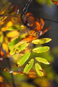 IMG_4298-Edit.webp