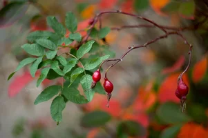 IMG_4661-Edit.webp