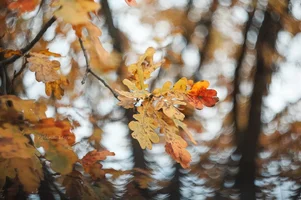 IMG_4699-Edit.webp