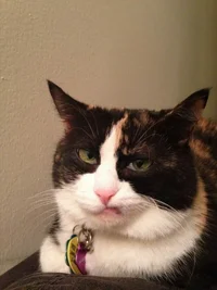 judging-cats20.webp
