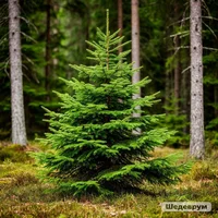 IMG_7875.webp IMG_7875.webp