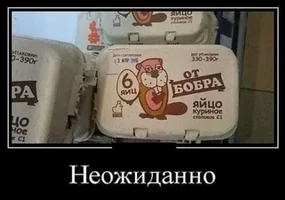 яйца бобра.webp