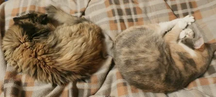 чара и крошка.webp