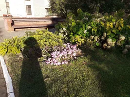 моя тень02.webp