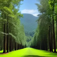 11.webp
