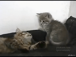 4774.gif