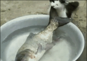 4778.gif