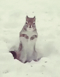 9060317_16c0102791975d2f64bd66291876359d_800.gif