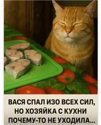 вася спит.webp