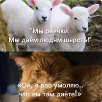 48242.webp
