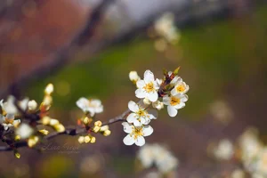 IMG_1666-Edit.webp