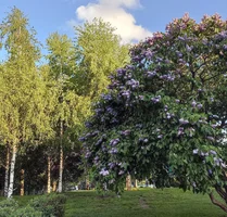 сирень.webp