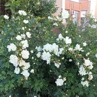 шиповник.webp