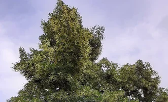 клен01.webp