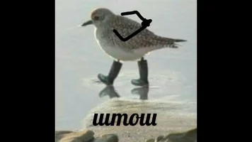 штош.webp
