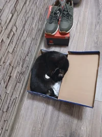 кот в к.webp