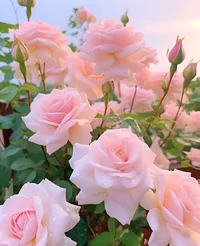 розыюю.webp