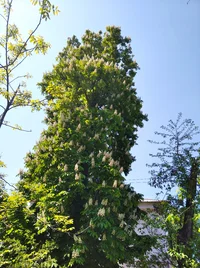 IMG_20260509_114656.webp