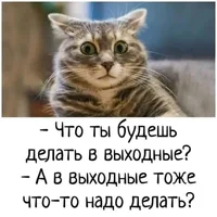 50455.webp