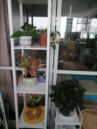 IMG_20260517_110255.webp