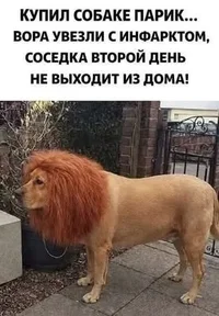 парик собаке.webp
