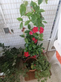 IMG_20260531_160045.webp