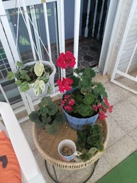 IMG_20260531_160052.webp